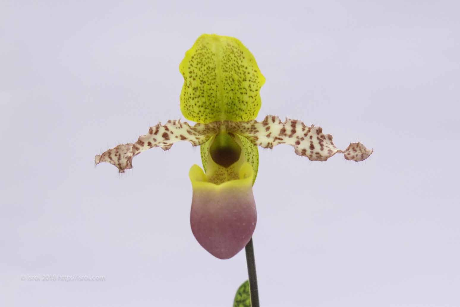jual Anggrek kantong spesies Paphiopedilum dodyanum