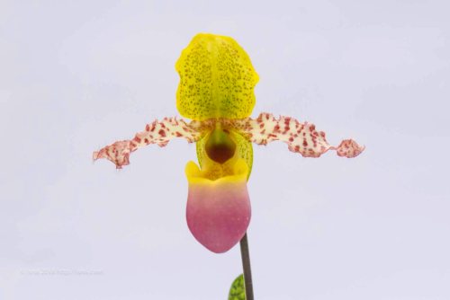 jual Anggrek kantong spesies Paphiopedilum dodyanum