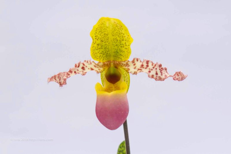 jual Anggrek kantong spesies Paphiopedilum dodyanum