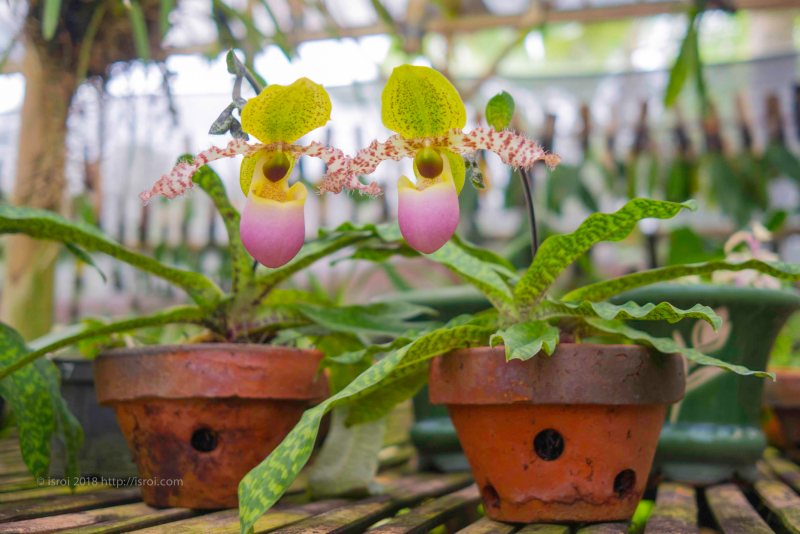 jual Anggrek kantong spesies Paphiopedilum dodyanum