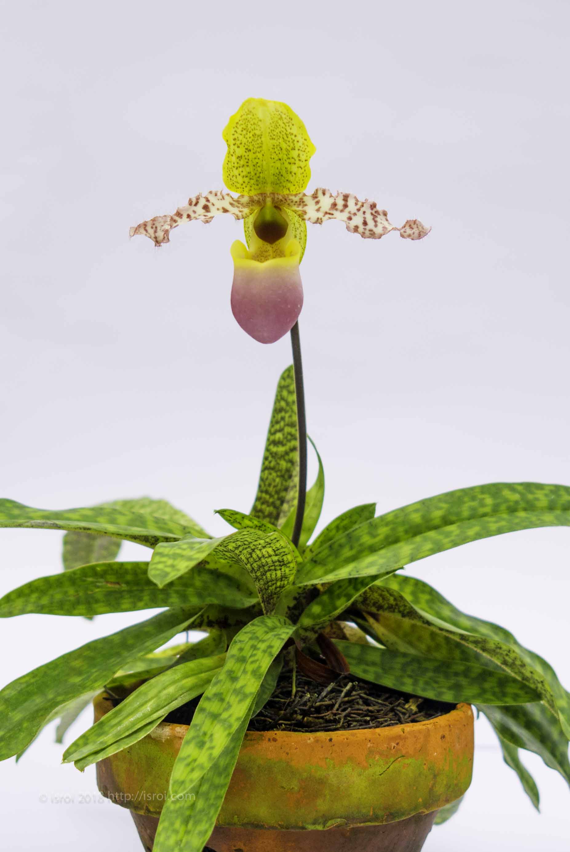jual Anggrek kantong spesies Paphiopedilum dodyanum