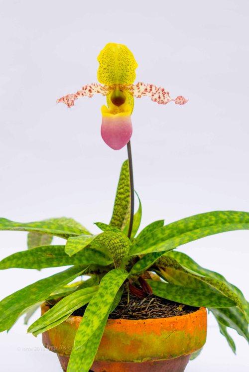 jual Anggrek kantong spesies Paphiopedilum dodyanum