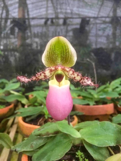 jual Anggrek kantong spesies Paphiopedilum glaucophyllum
