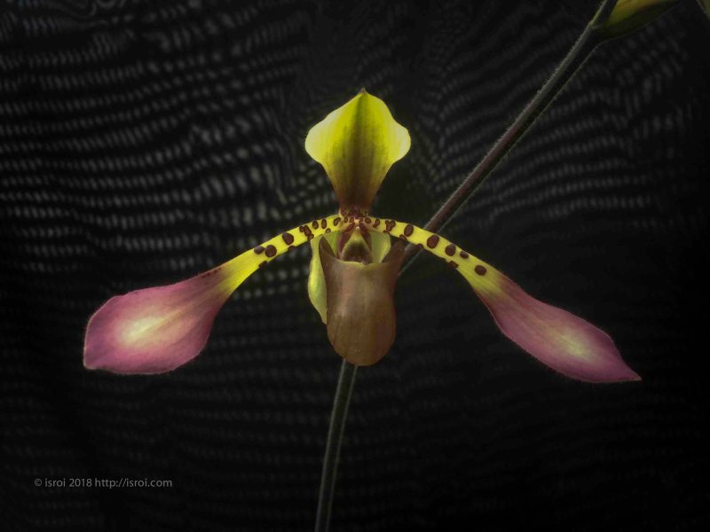 jual Anggrek kantong spesies Paphiopedilum lowii