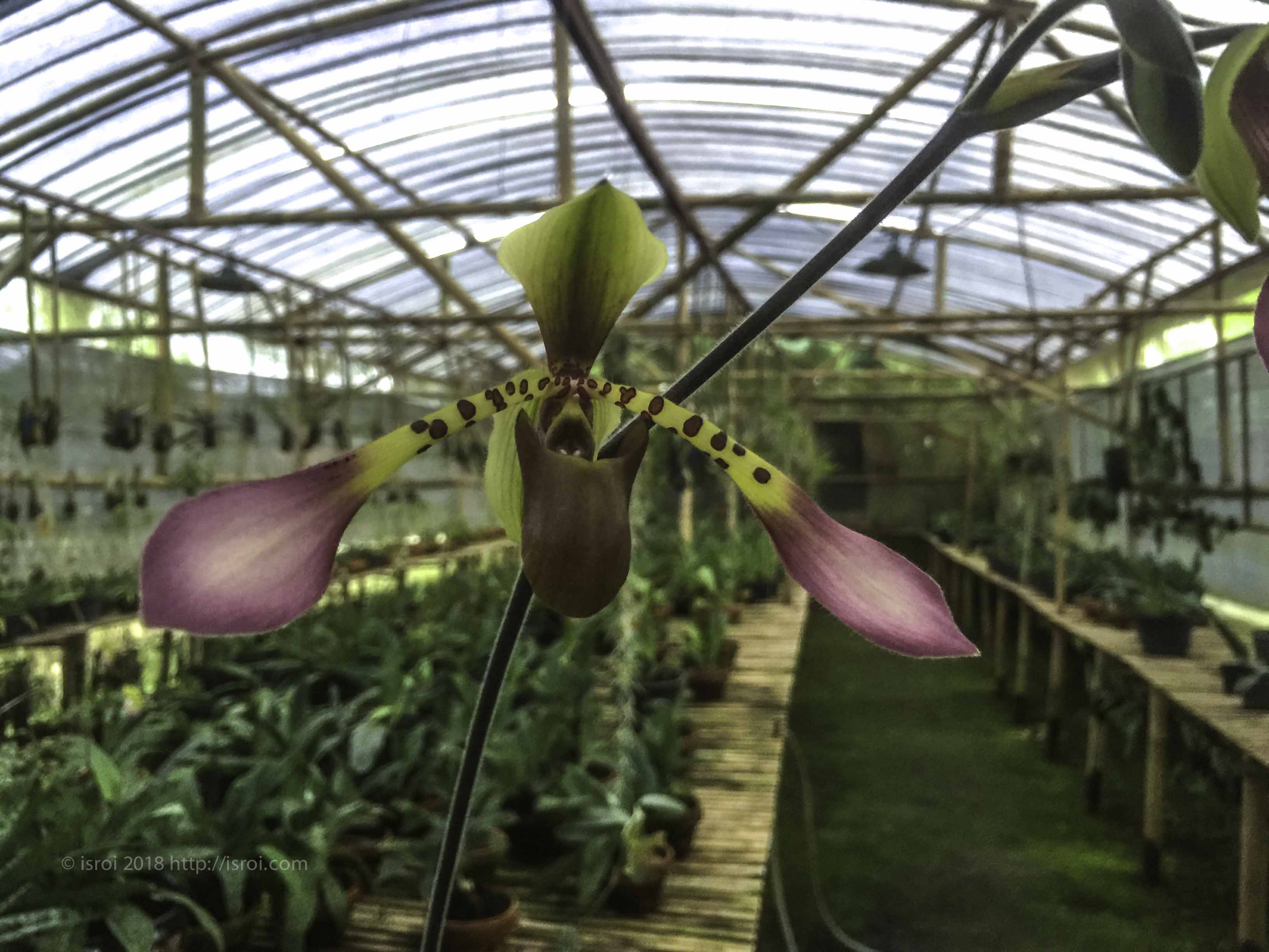 jual Anggrek kantong spesies Paphiopedilum lowii