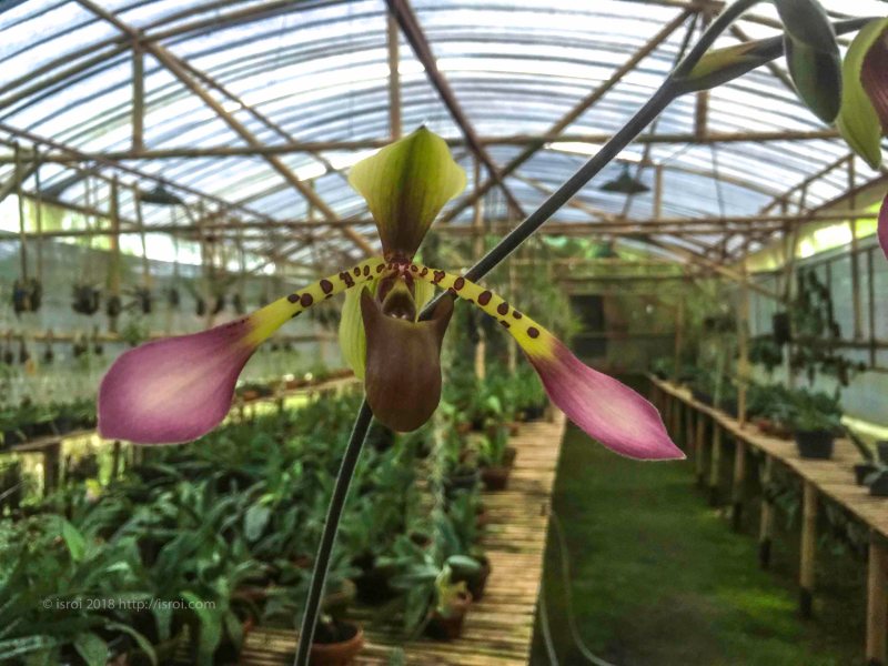 jual Anggrek kantong spesies Paphiopedilum lowii