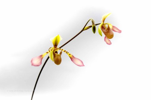 jual Anggrek kantong spesies Paphiopedilum lowii