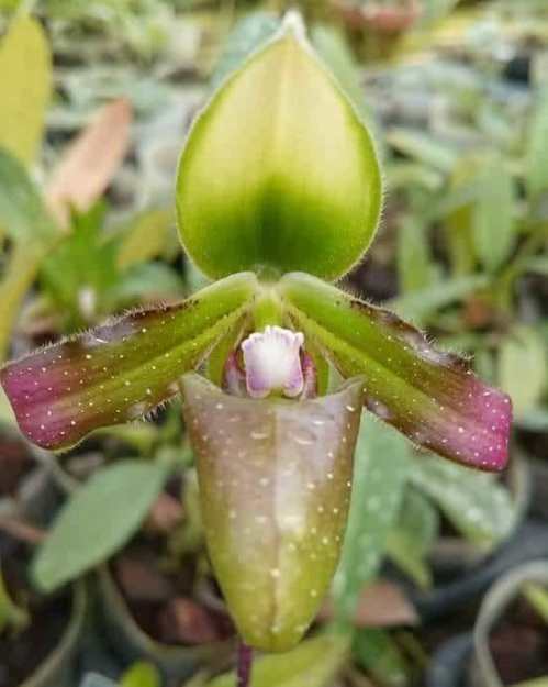 jual Anggrek kantong spesies Paphiopedilum nataschae