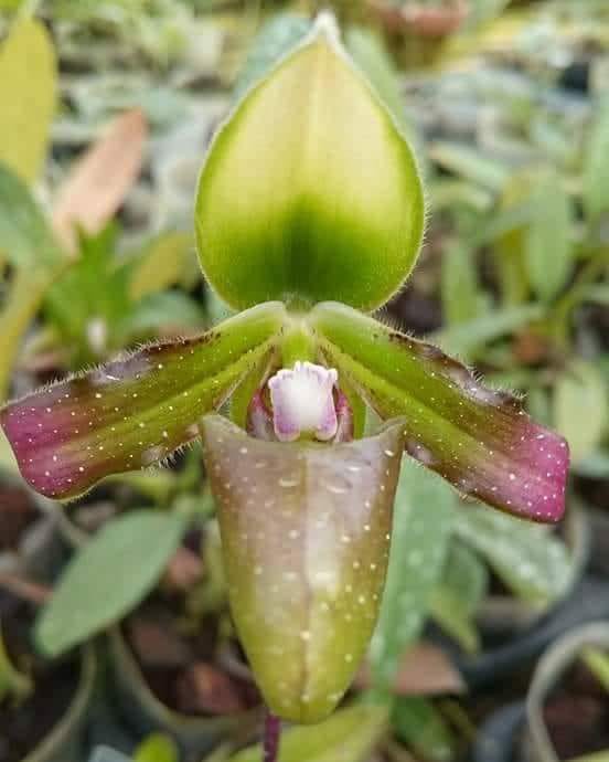 jual Anggrek kantong spesies Paphiopedilum nataschae