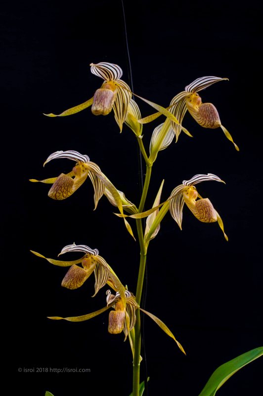 Anggrek kantong spesies asli Indonesia Paphiopedilum kolopakingii