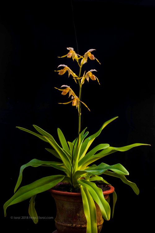 Anggrek kantong spesies asli Indonesia Paphiopedilum kolopakingii