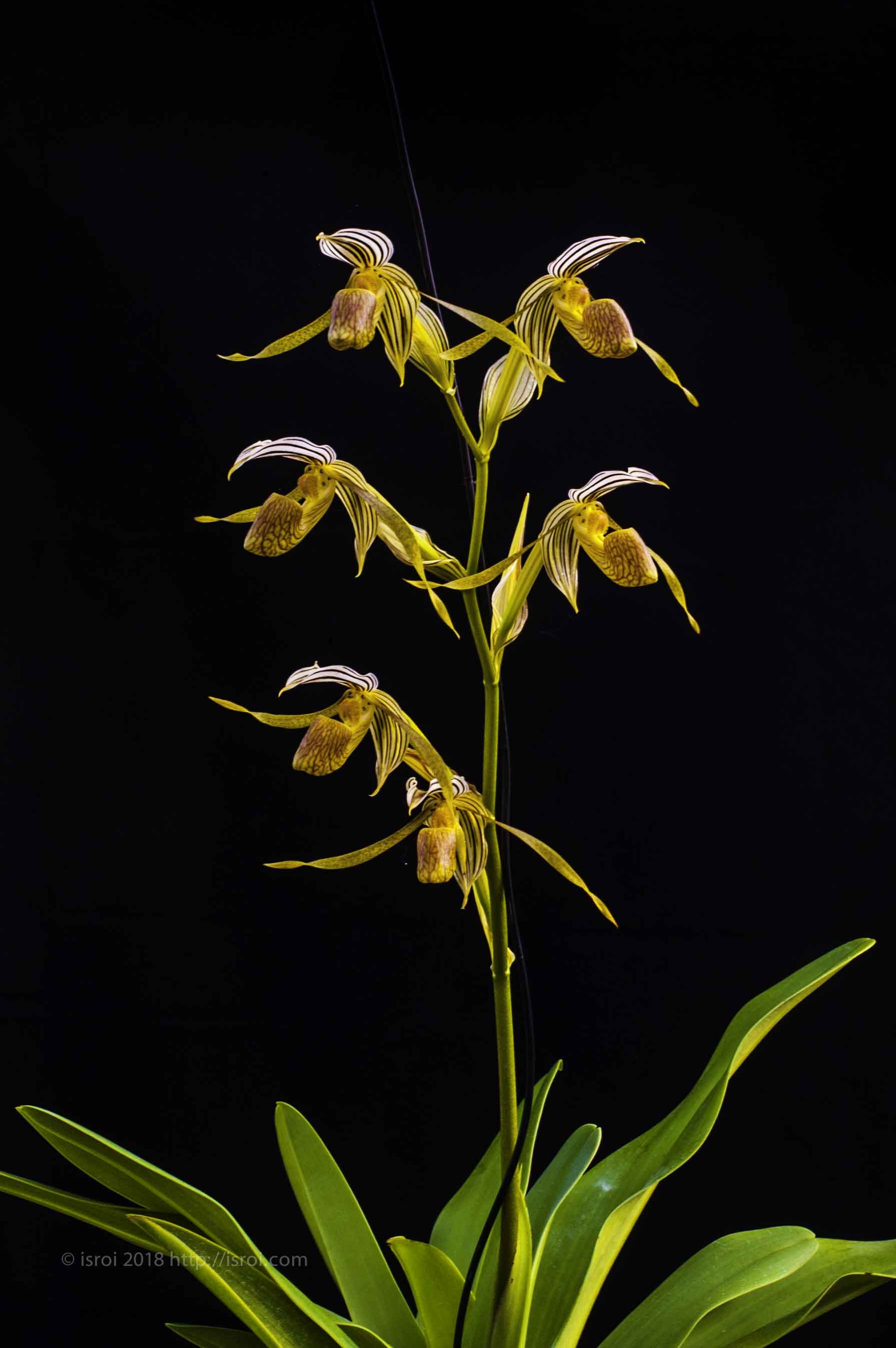 Anggrek kantong spesies asli Indonesia Paphiopedilum kolopakingii