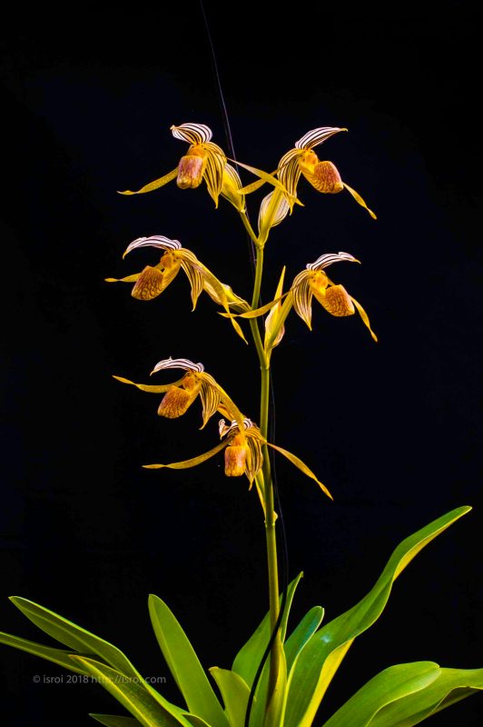 Anggrek kantong spesies asli Indonesia Paphiopedilum kolopakingii