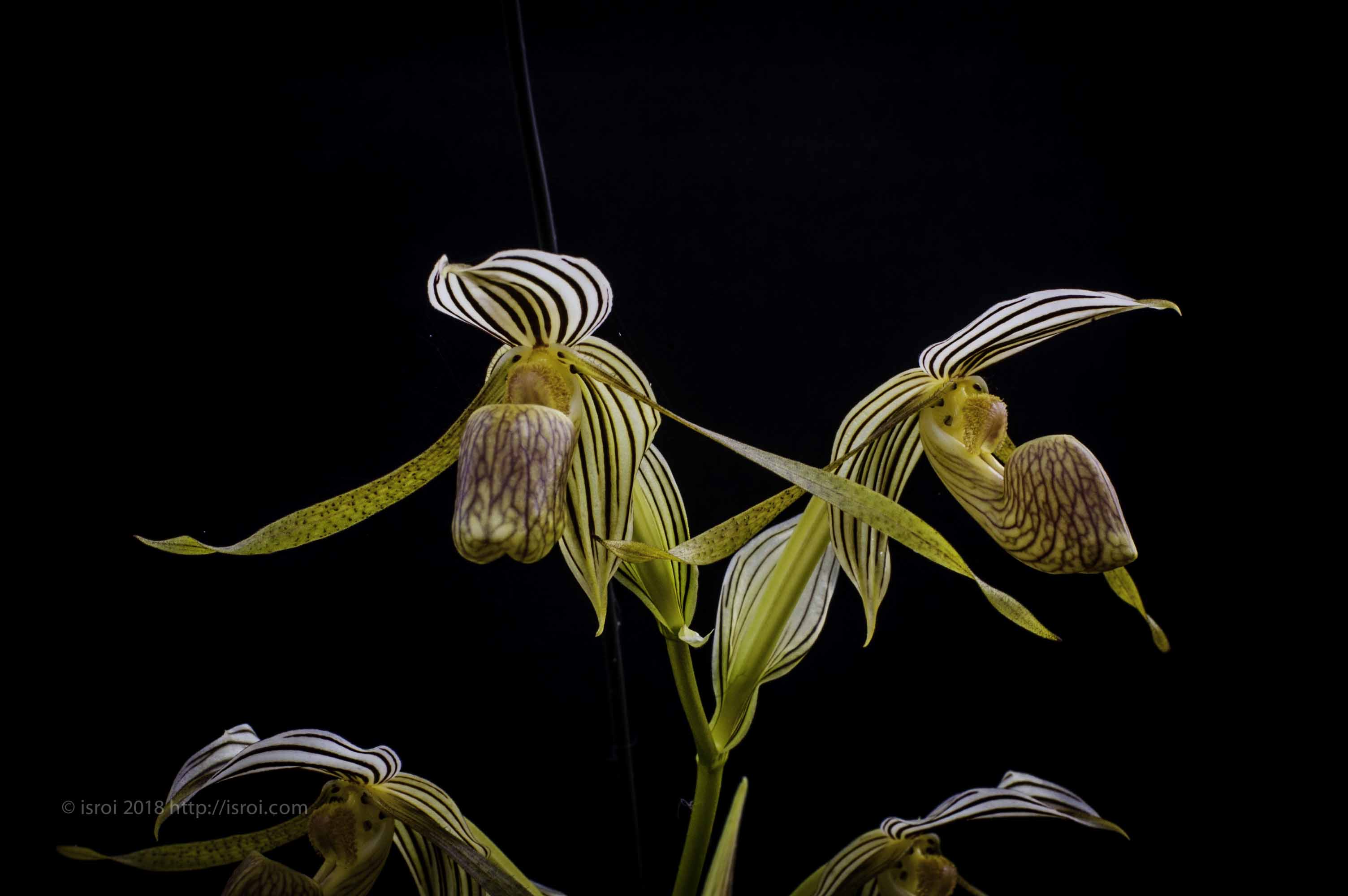 Anggrek kantong spesies asli Indonesia Paphiopedilum kolopakingii