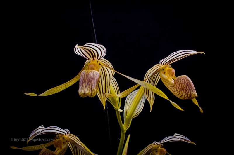 Anggrek kantong spesies asli Indonesia Paphiopedilum kolopakingii