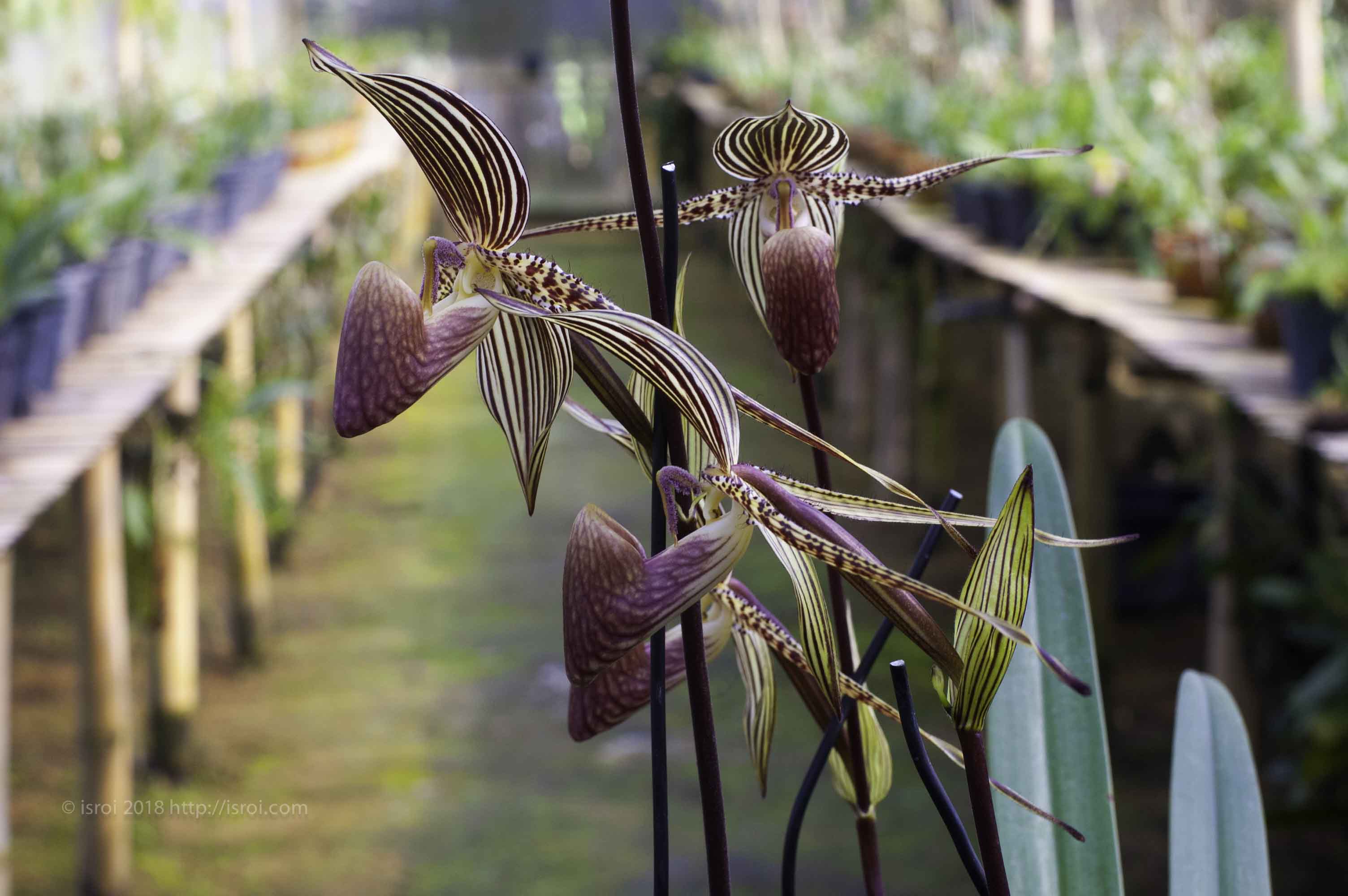 Anggrek kantong spesies asli Indonesia Paphiopedilum rothschildianum