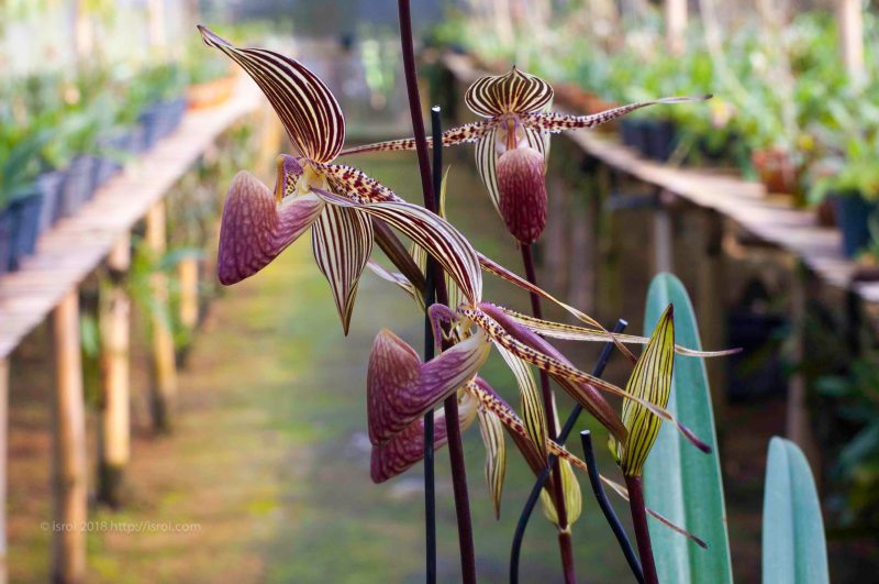 Anggrek kantong spesies asli Indonesia Paphiopedilum rothschildianum