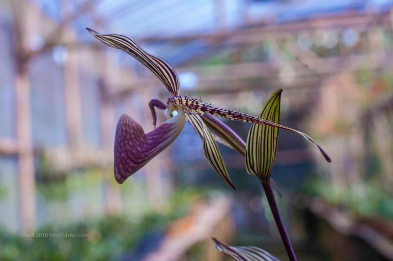 Anggrek kantong spesies asli Indonesia Paphiopedilum rothschildianum