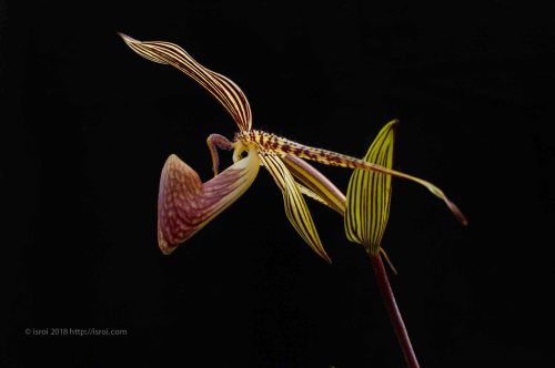 Anggrek kantong spesies asli Indonesia Paphiopedilum rothschildianum