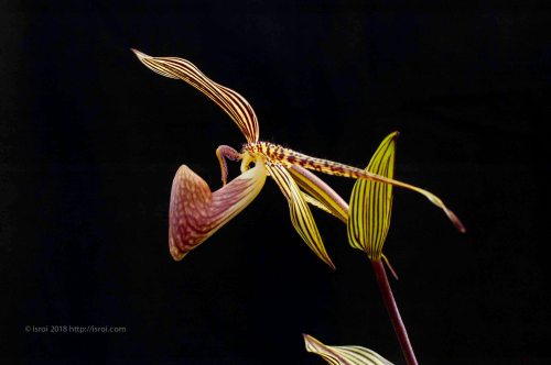 Anggrek kantong spesies asli Indonesia Paphiopedilum rothschildianum