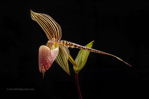 Anggrek kantong spesies asli Indonesia Paphiopedilum rothschildianum