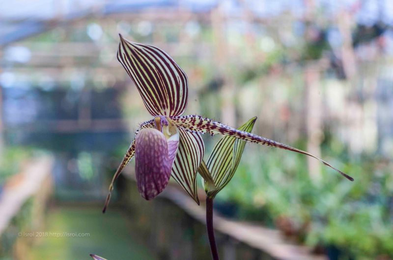 Anggrek kantong spesies asli Indonesia Paphiopedilum rothschildianum
