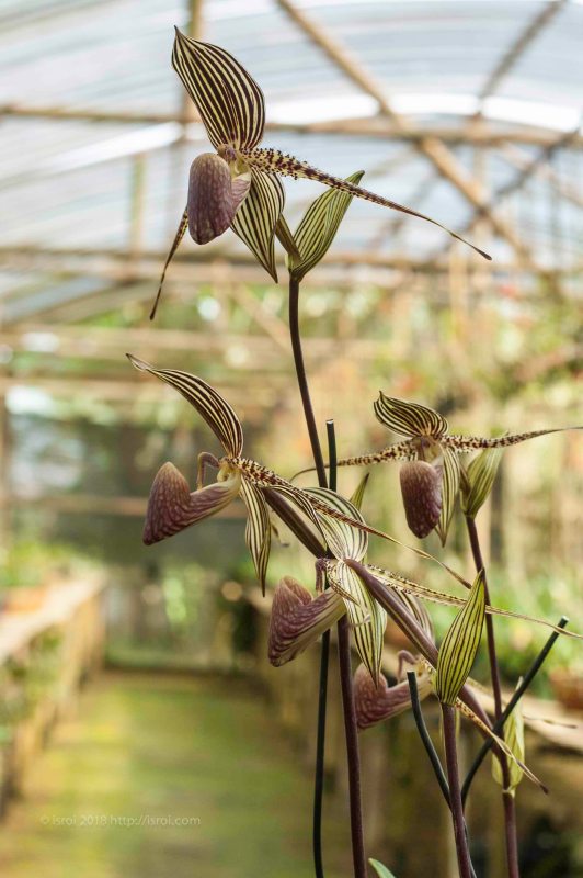 Anggrek kantong spesies asli Indonesia Paphiopedilum rothschildianum