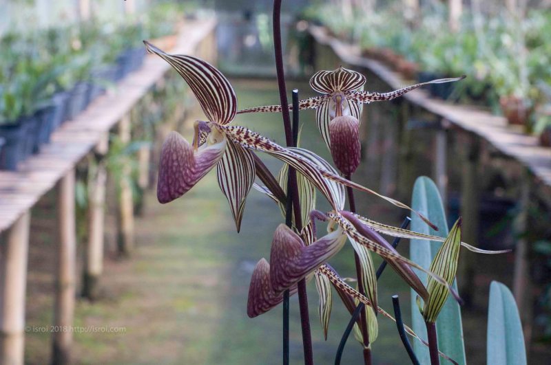 Anggrek kantong spesies asli Indonesia Paphiopedilum rothschildianum