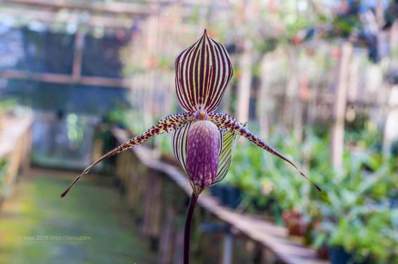 Anggrek kantong spesies asli Indonesia Paphiopedilum rothschildianum
