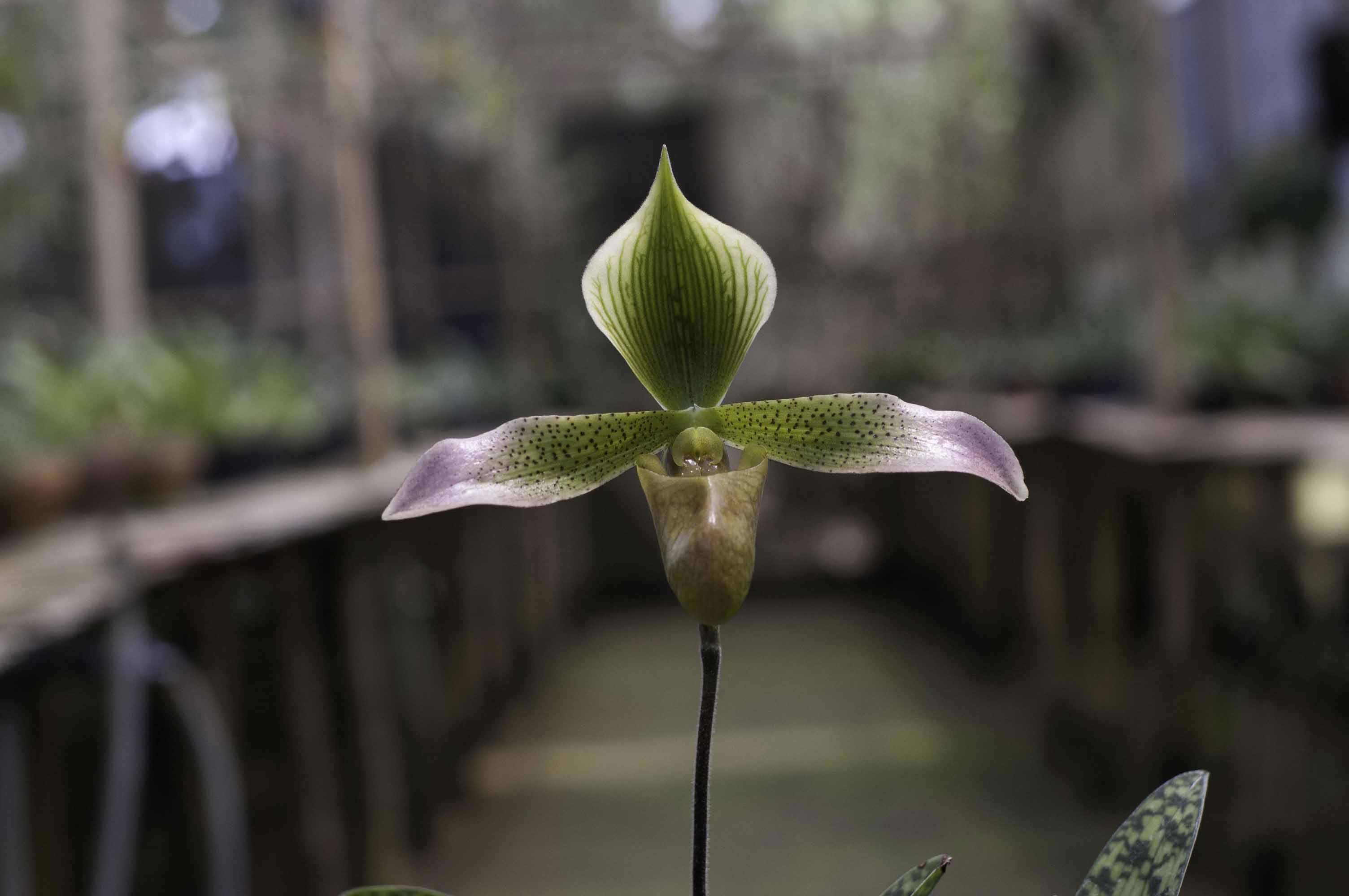 Anggrek kantong spesies paphiopedilum lunatum
