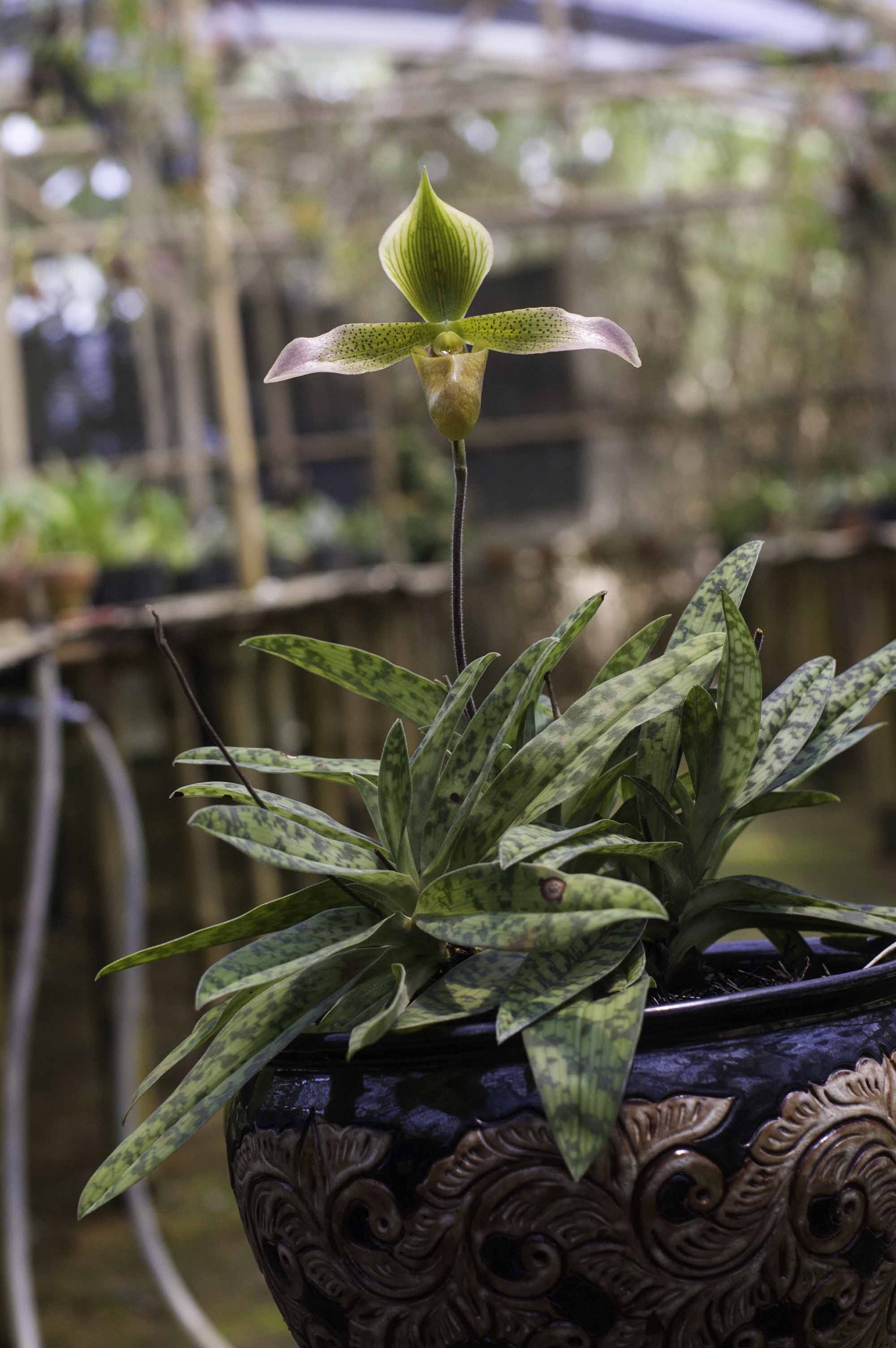 Anggrek kantong spesies paphiopedilum lunatum