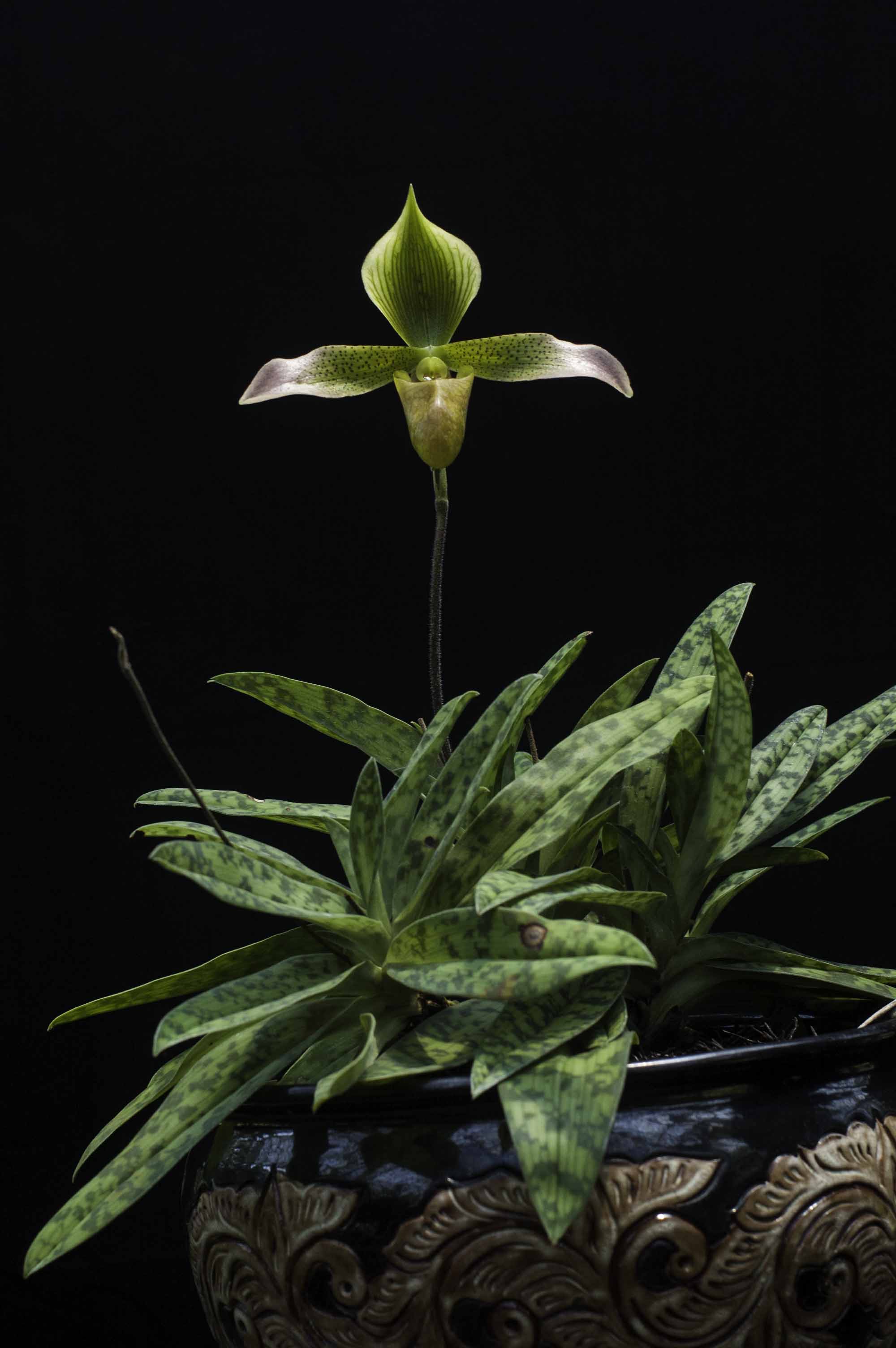 Anggrek kantong spesies paphiopedilum lunatum