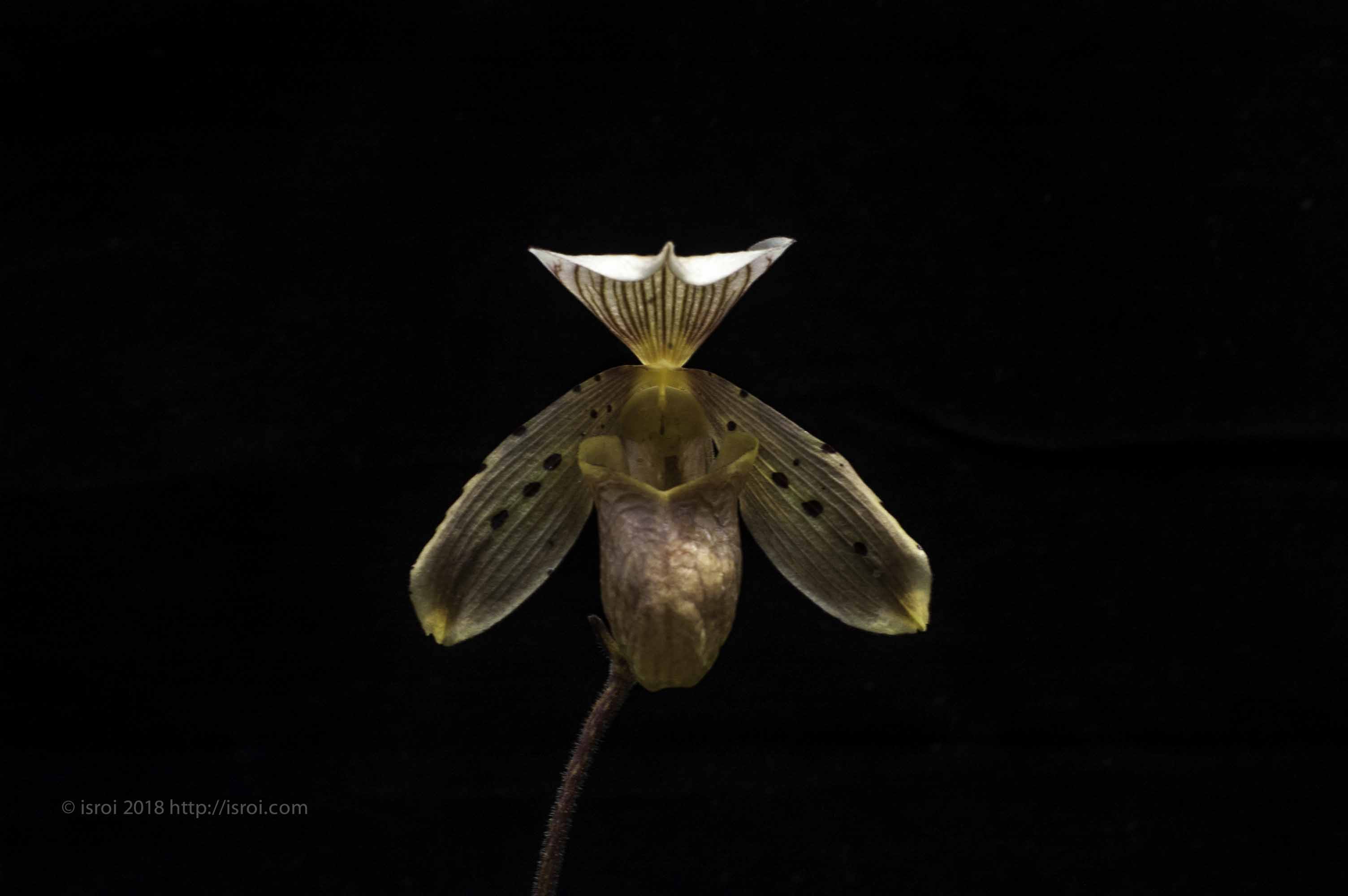 Anggrek kantong spesies Indonesia Paphiopedilum tonsum