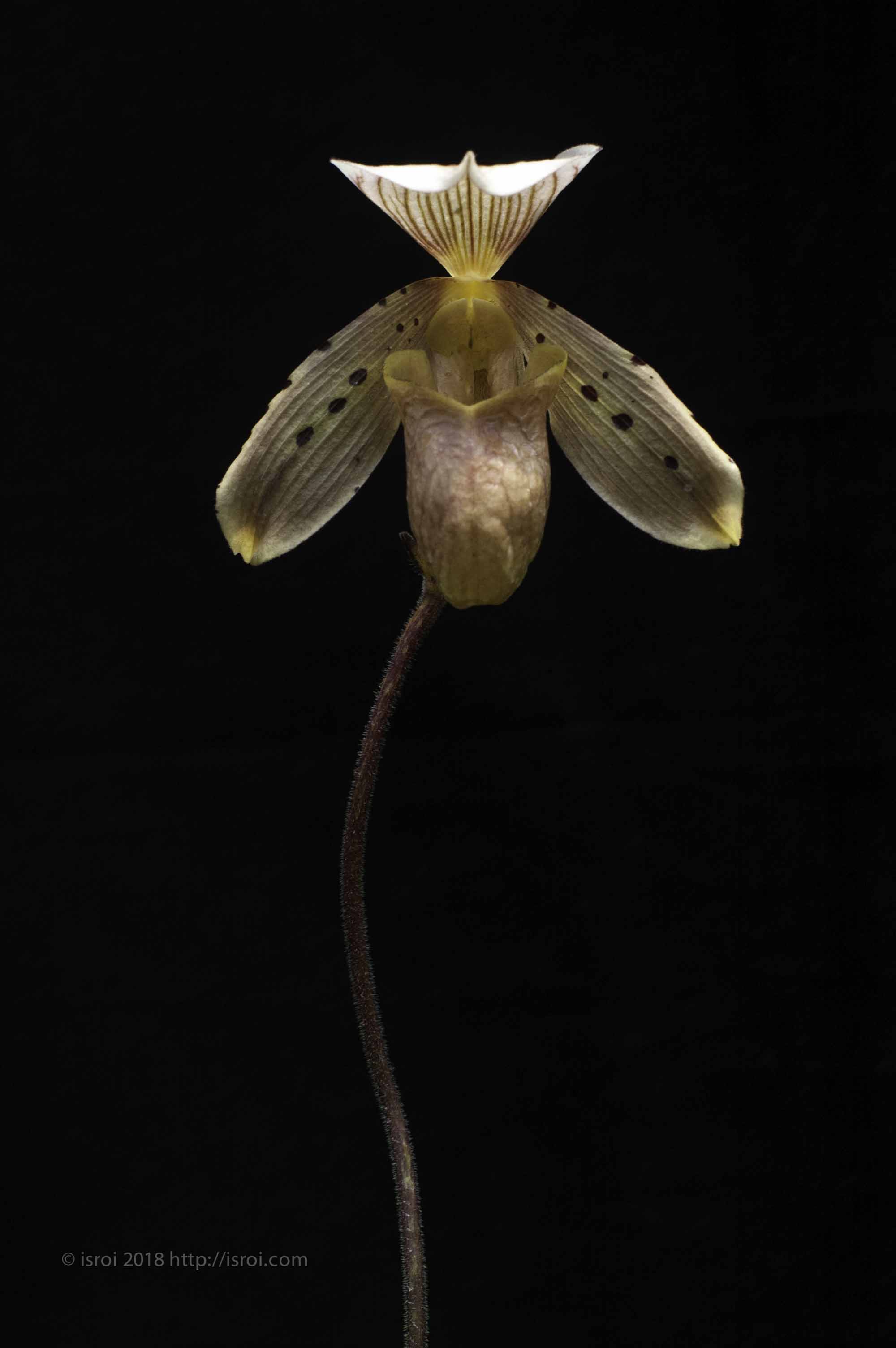 Anggrek kantong spesies Indonesia Paphiopedilum tonsum