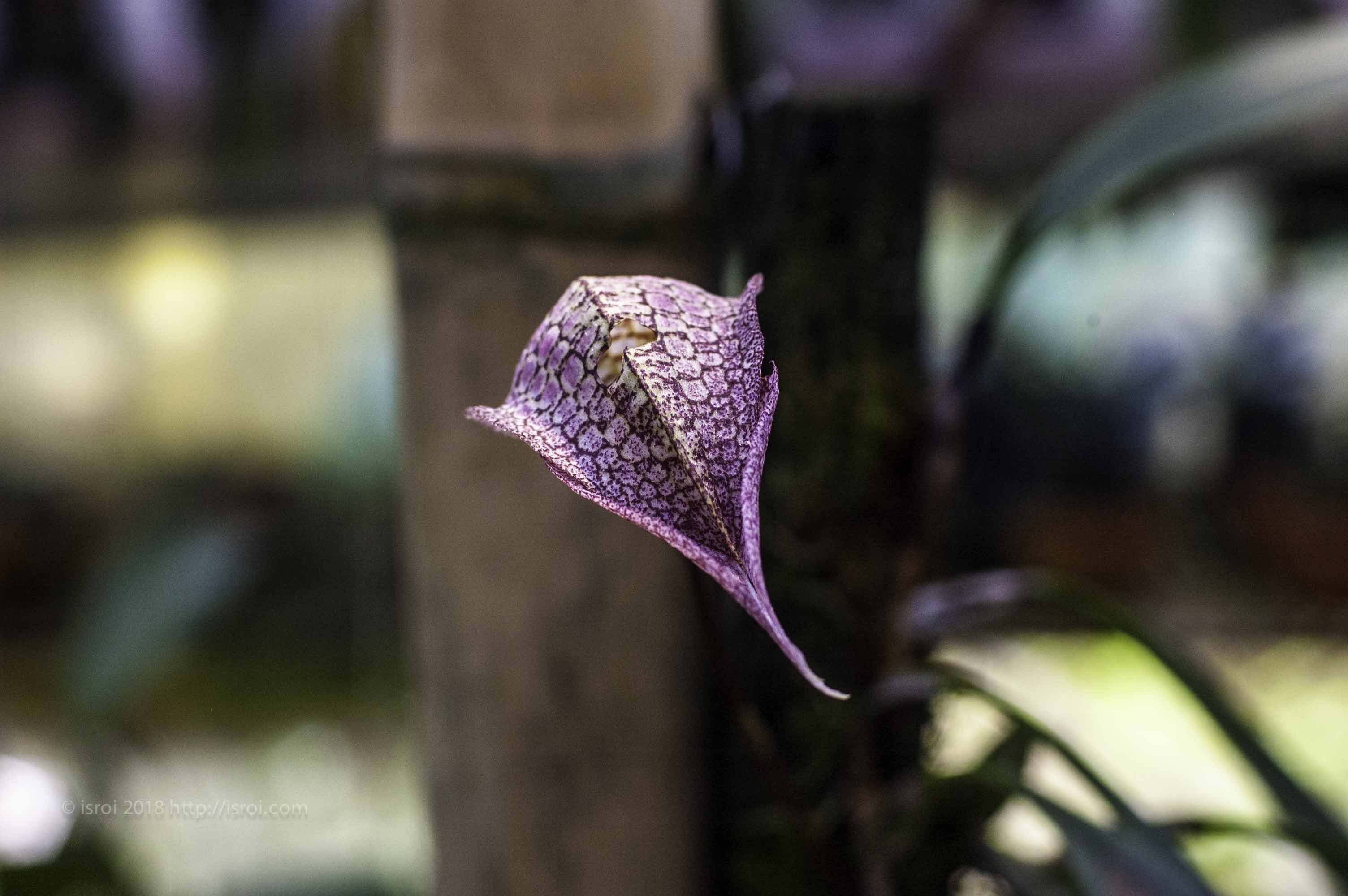 Anggrek spesies Indonesia Bulbophylum arfakianum
