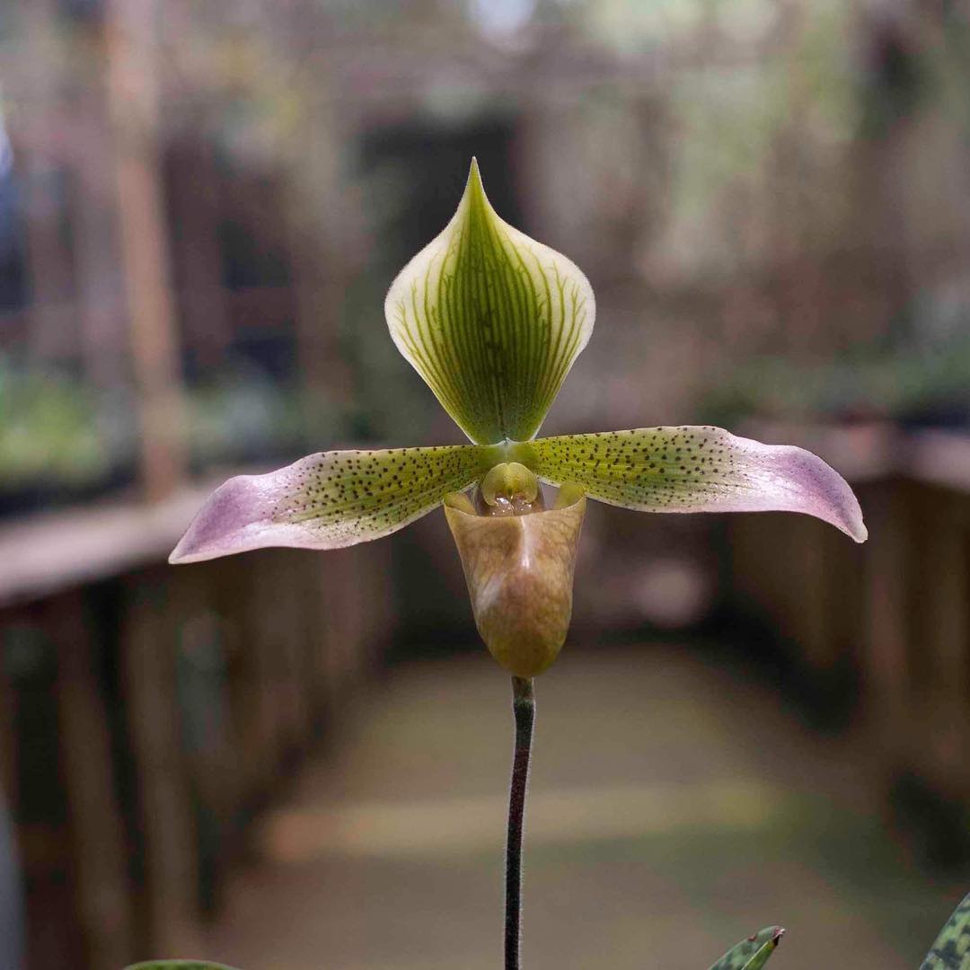 anggrek kantong spesies paphiopedilum lunatum