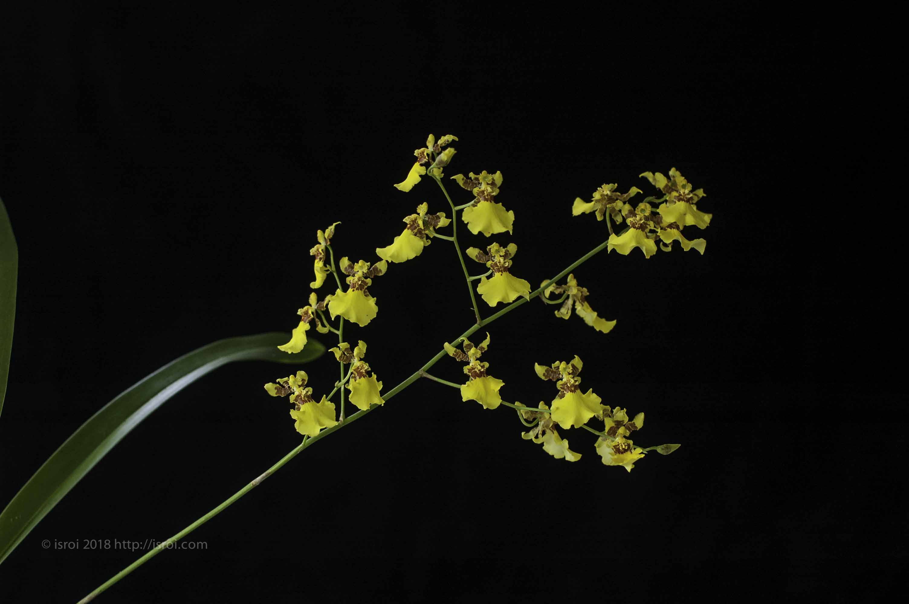 Oncidium Golden Shower