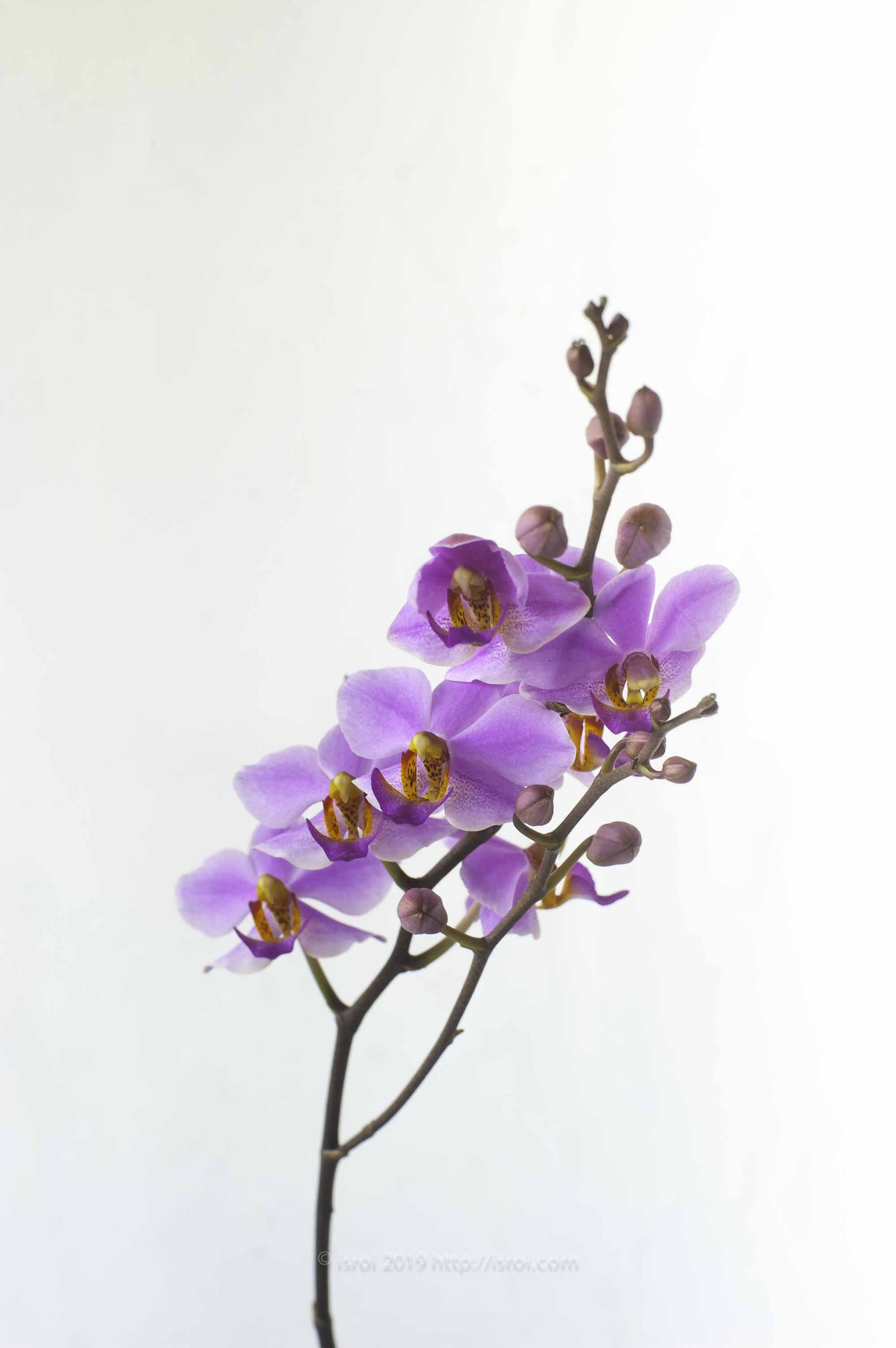 Anggrek Doritis pulcherrima