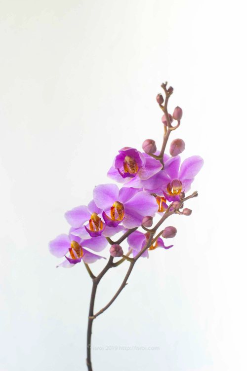 Anggrek Doritis pulcherrima