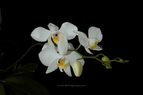 Anggrek bulan spesies Phalaenopsis amabilis