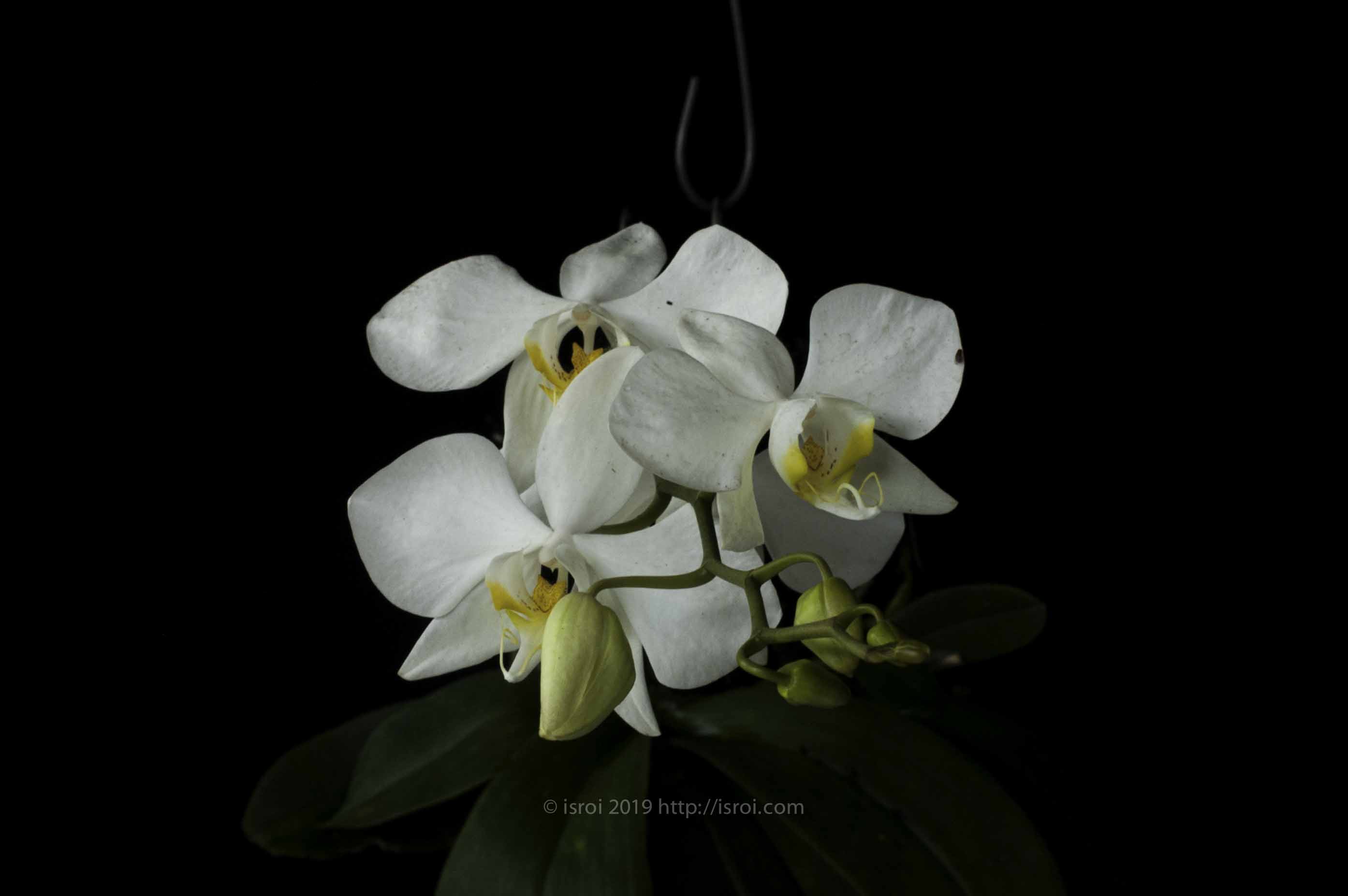 Anggrek bulan spesies Phalaenopsis amabilis