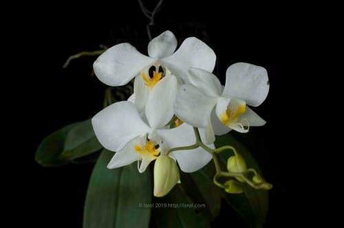 Anggrek bulan spesies Phalaenopsis amabilis