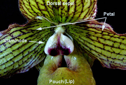 Bagian-bagian bunga anggrek kantong