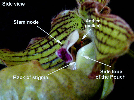 Bagian-bagian bunga anggrek kantong
