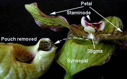 Bagian-bagian bunga anggrek kantong