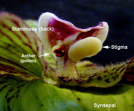 Bagian-bagian bunga anggrek kantong