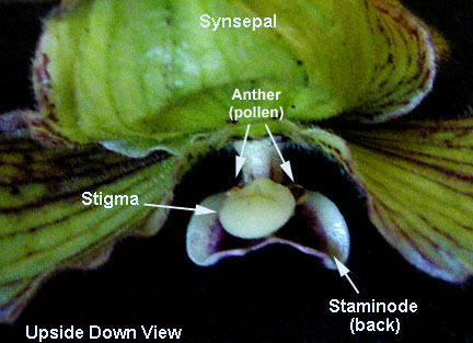 Bagian-bagian bunga anggrek kantong