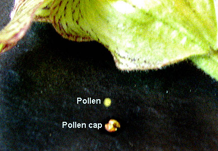 Bagian-bagian bunga anggrek kantong