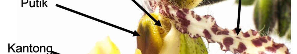 bagian bunga anggrek kantong