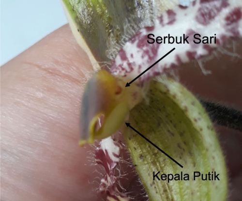 bagian bunga anggrek kantong